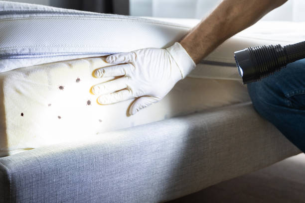 Best Pest Removal Services  in Valle Vista, CA