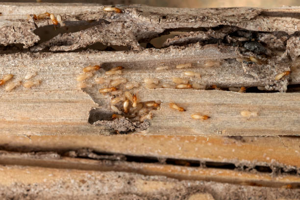 Best Wildlife Control Services  in Valle Vista, CA